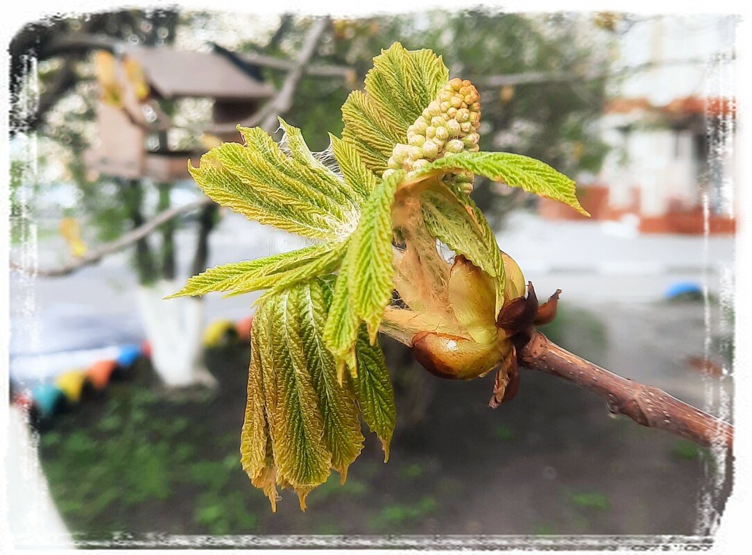 Каштан - пробуждение - Сеня Белгородский