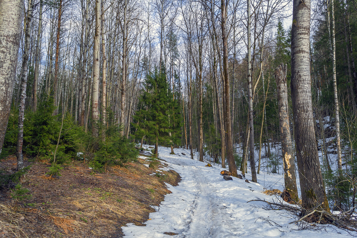 По раннему апрелю - Сергей Цветков По раннему апрелю - Сергей Цветков