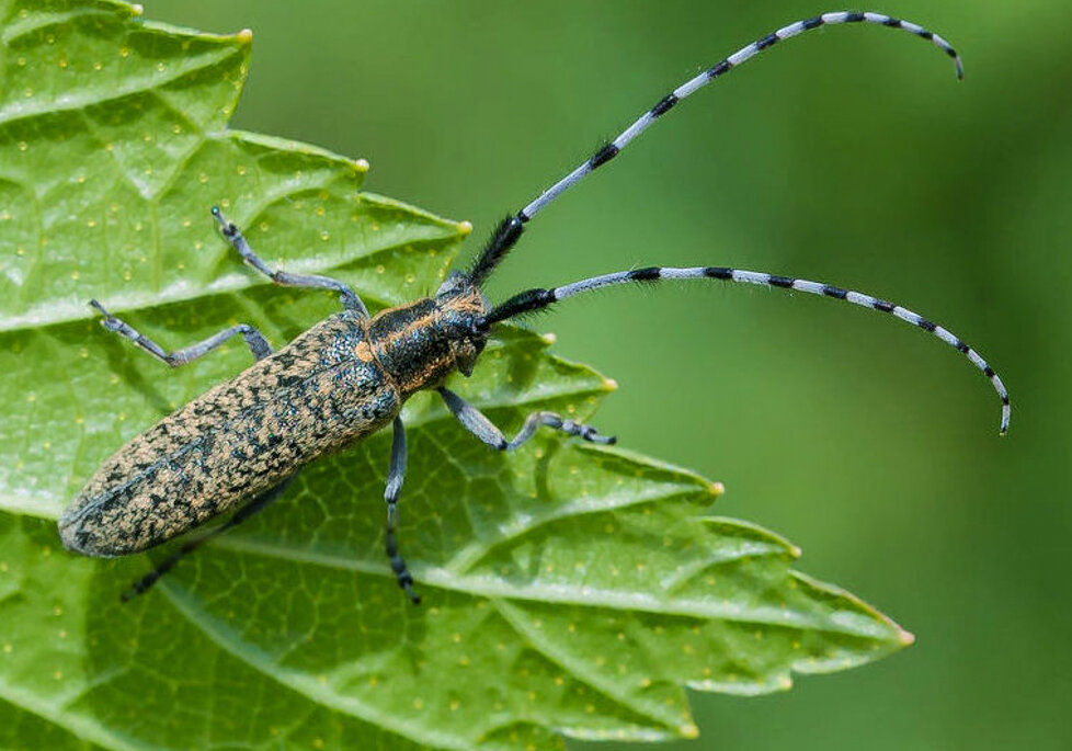 СТЕБЛЕВОЙ ОБЫКНОВЕННЫЙ УСАЧ ... - Владимир Железнов