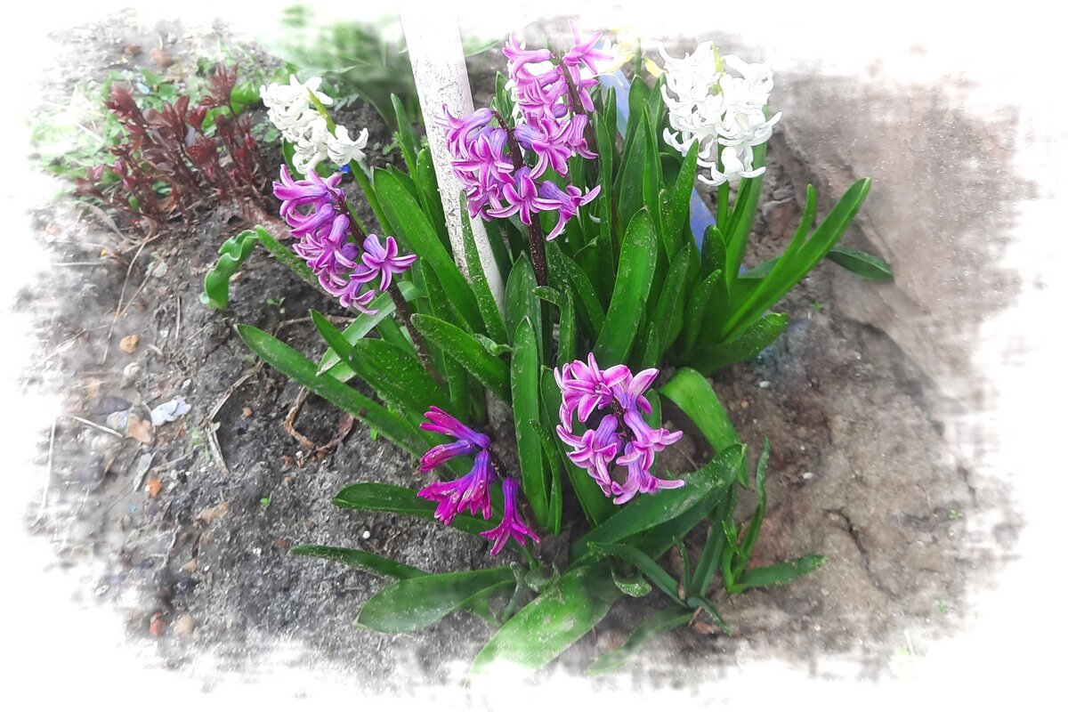 Весенний островок - Сеня Белгородский Весенний островок - Сеня Белгородский