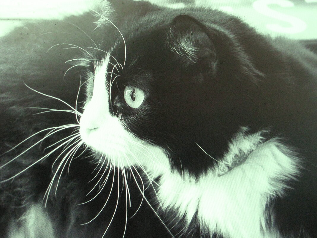 Кого-то увидел - Людмила Смородинская Кого-то увидел - Людмила Смородинская