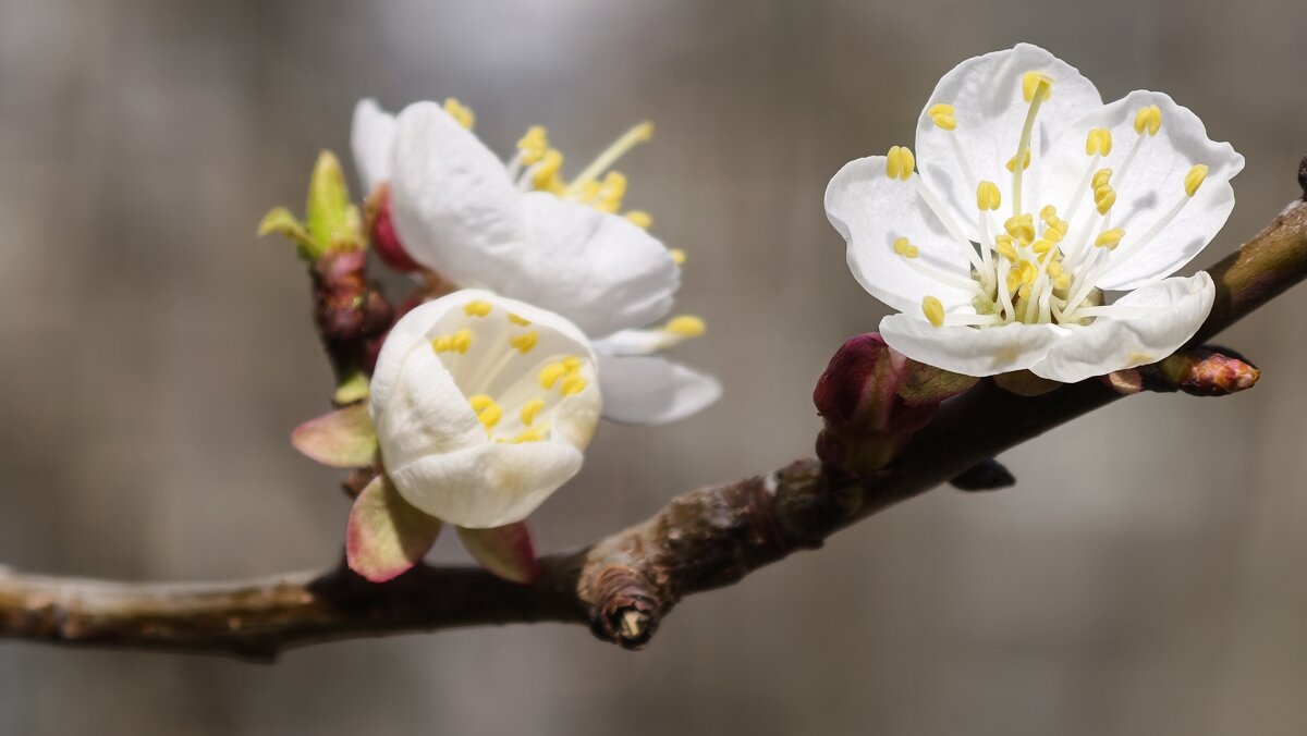 Абрикос в цвету - Мариша Тим