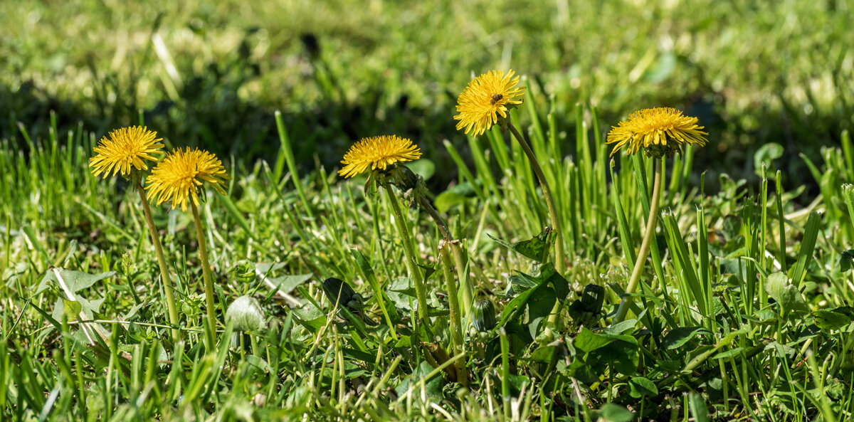 Одуванчики - Игорь Сикорский Одуванчики - Игорь Сикорский