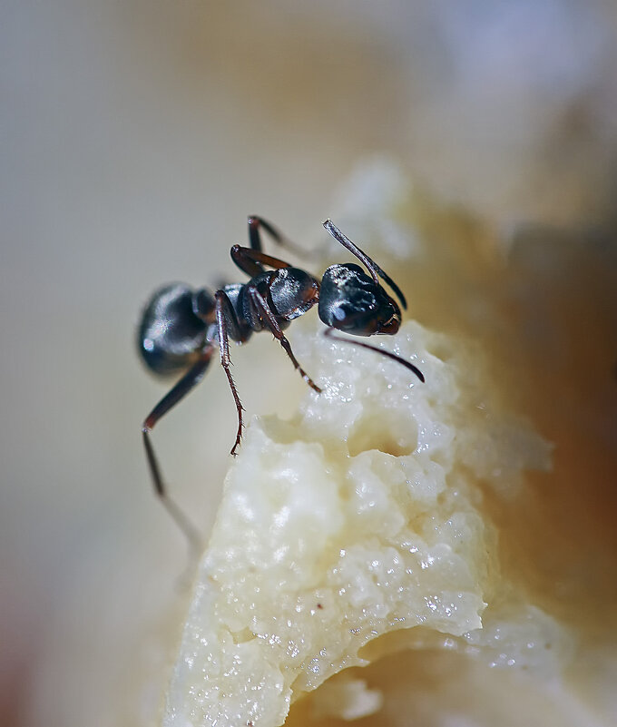 На гребне - Андроник Александр На гребне - Андроник Александр