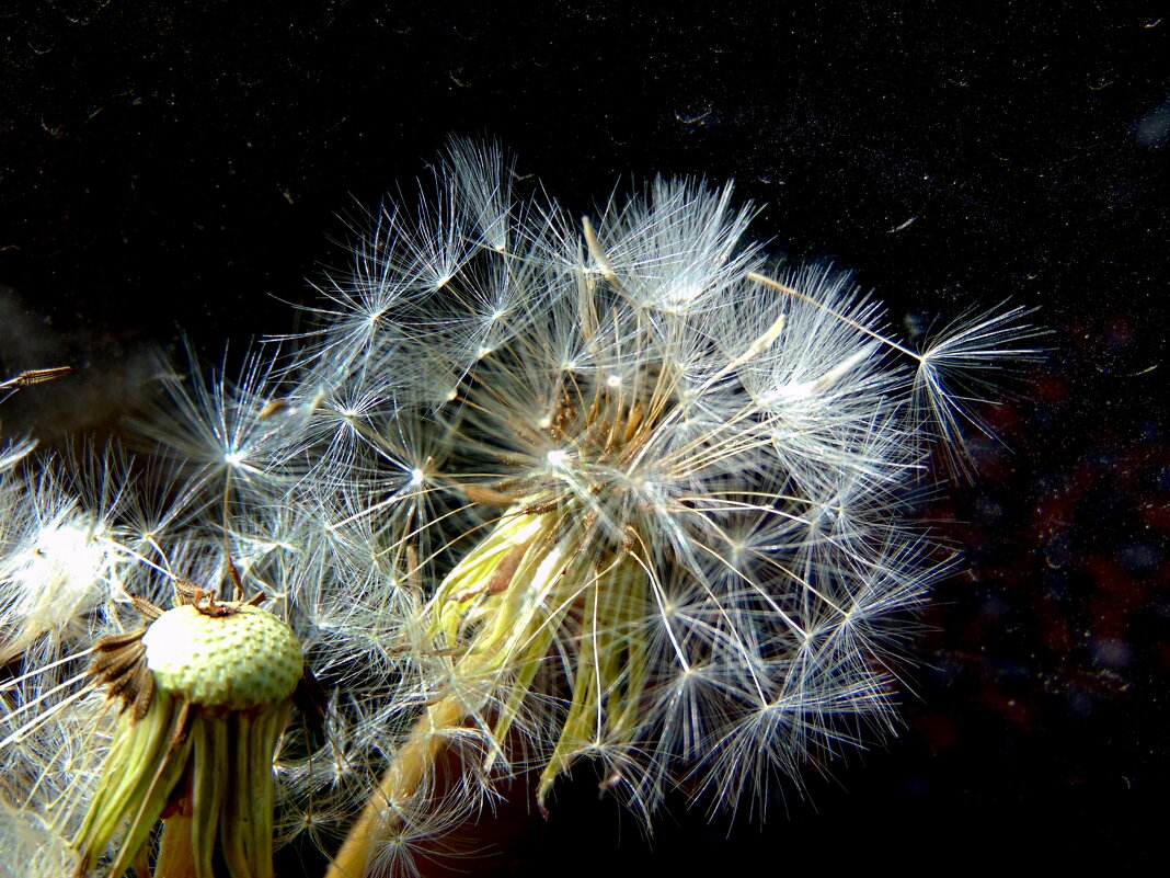 Одуванчик. - nadyasilyuk Вознюк Одуванчик. - nadyasilyuk Вознюк