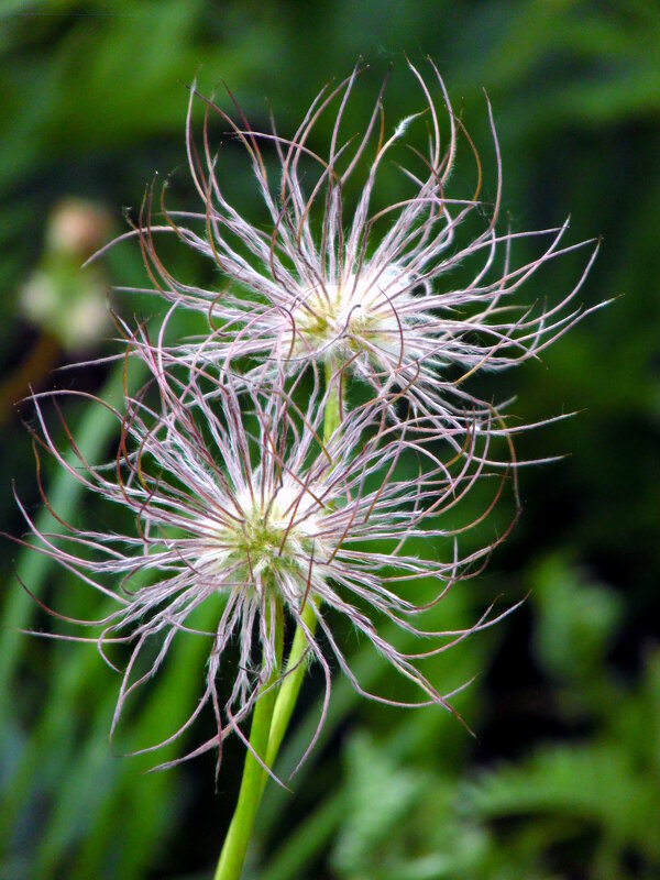 Прострел. - nadyasilyuk Вознюк Прострел. - nadyasilyuk Вознюк