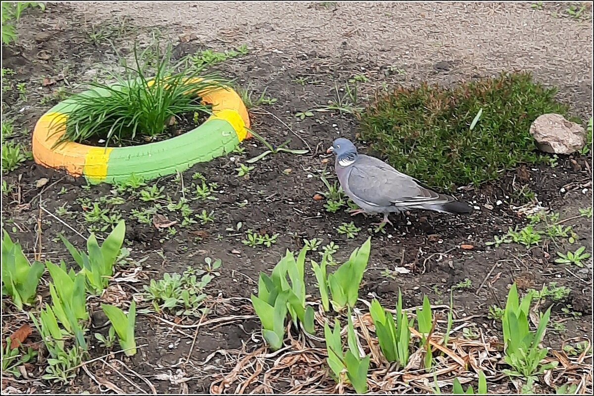 "пошли" огороды - Сеня Белгородский "пошли" огороды - Сеня Белгородский