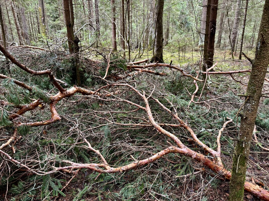 Скопище… - Любовь Скопище… - Любовь
