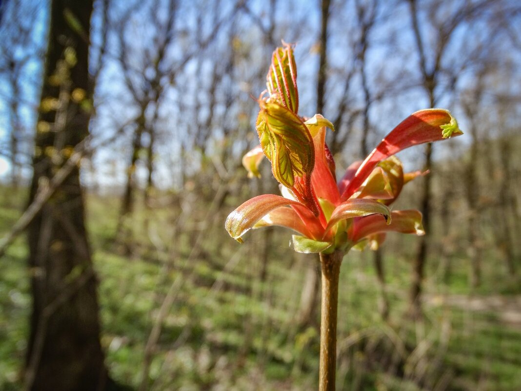Красота пробуждения природы ... - Ravile 