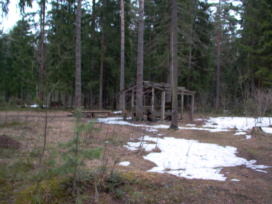 В лесу. - Михаил Елочкин