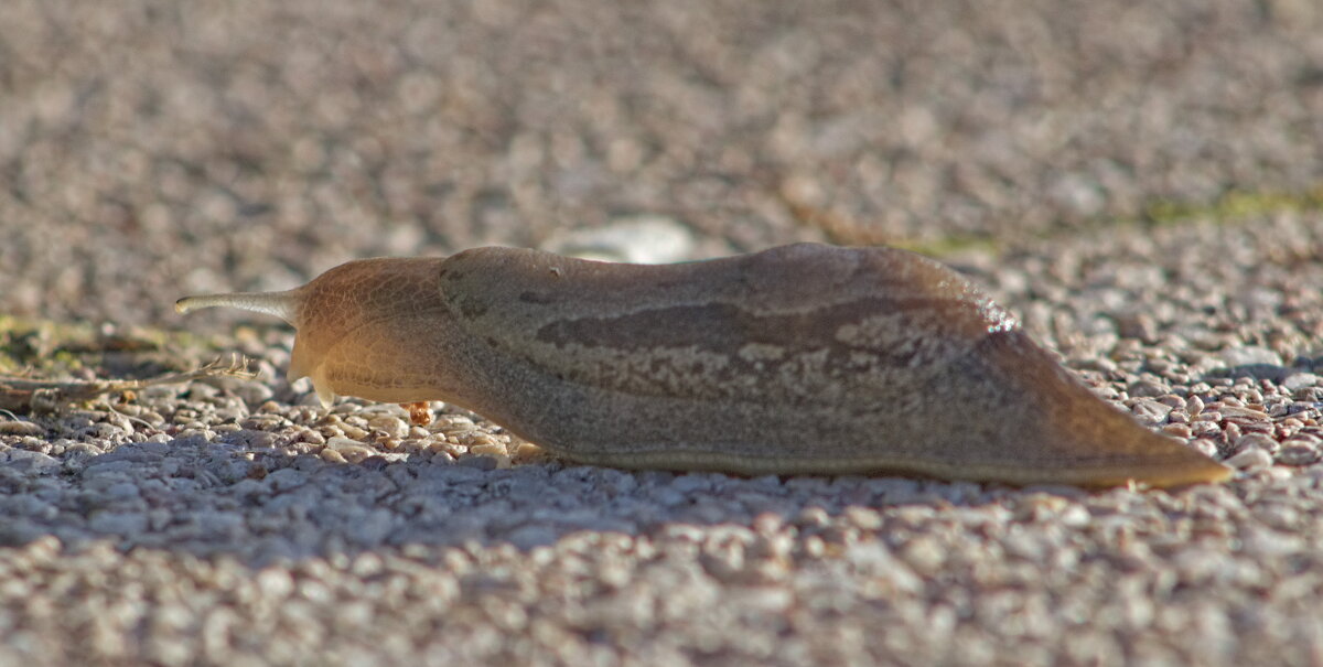 Слизняк - Giant Tao /