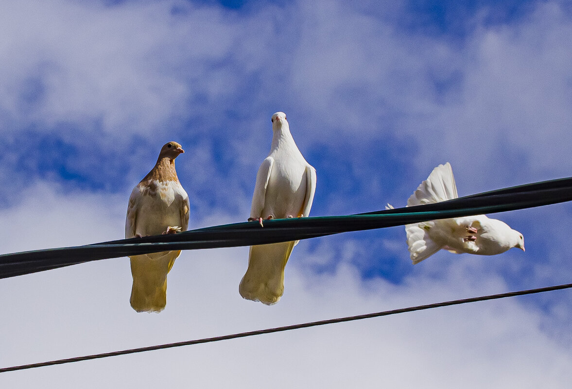 Вдвоём поворкуем. - Петр Беляков Вдвоём поворкуем. - Петр Беляков
