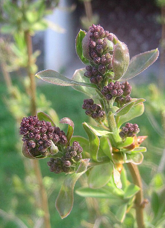 Скоро расцветет - Елена Семигина