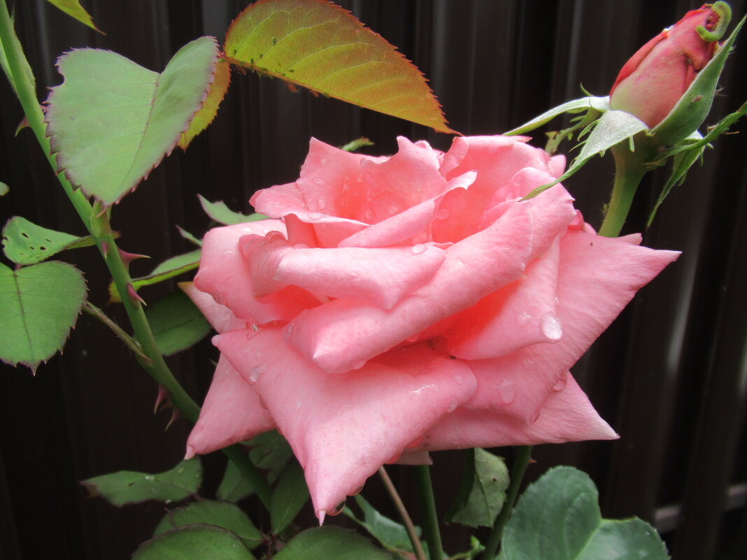 Розы... розы... - viach 