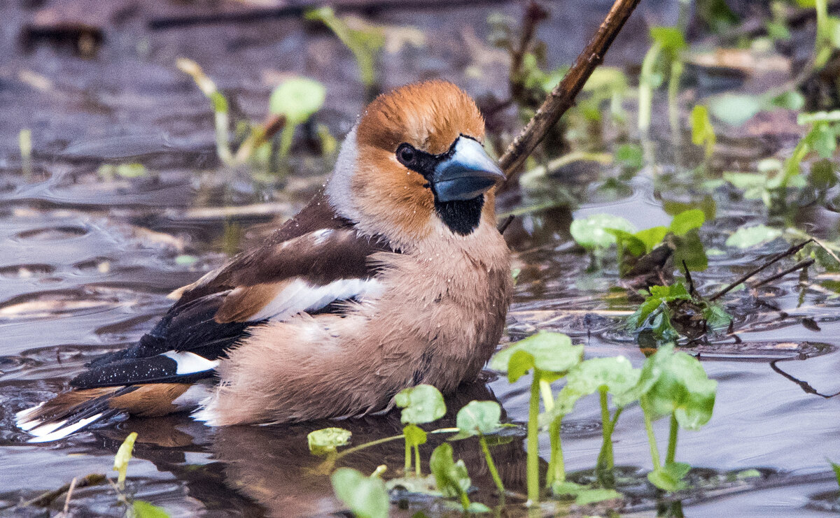 Дубонос - Владимир Безбородов