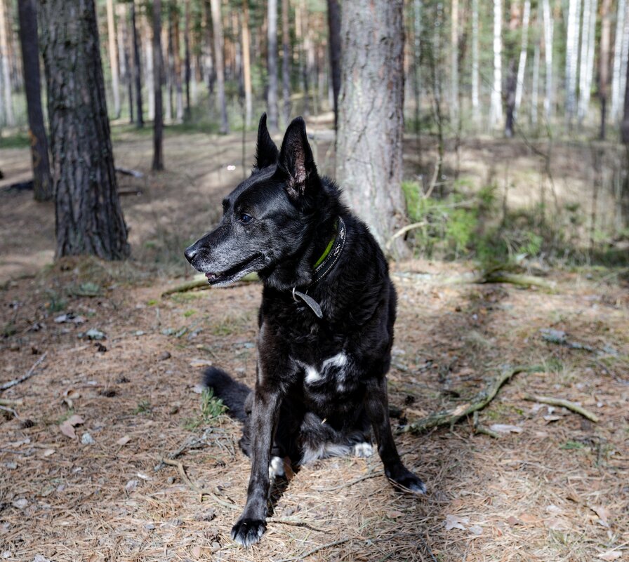 Смотреть в объектив? Ага, сейчас .... :) - Oleg S