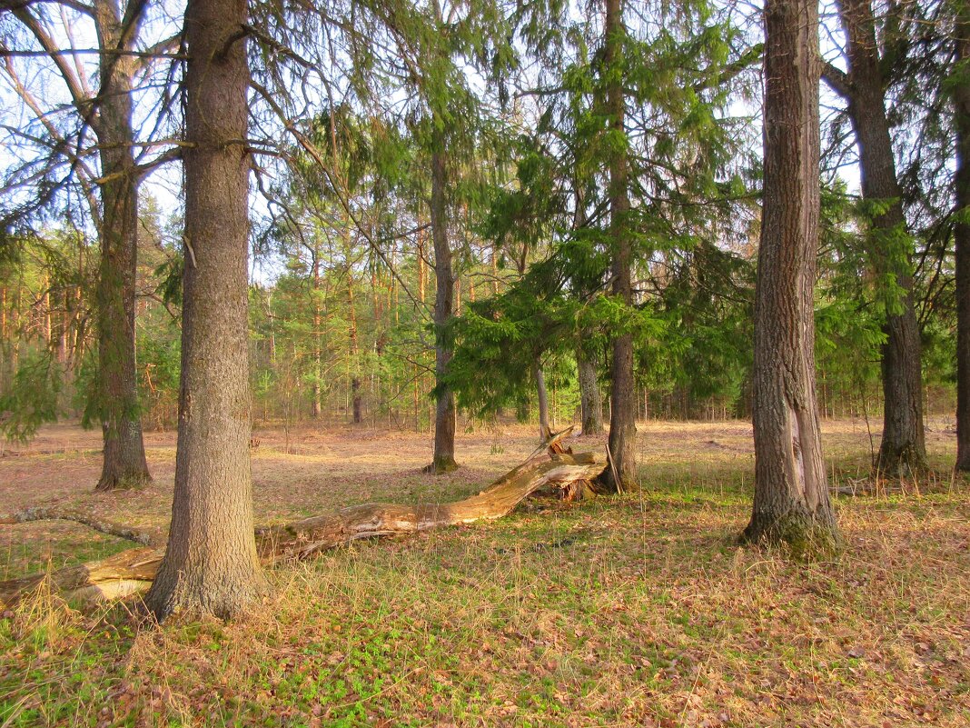 Апрельский лес - Наталья ***