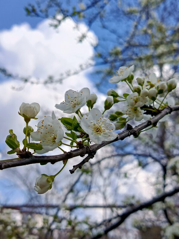 Апрель - Татьяна Пальчикова