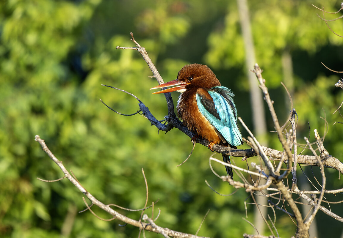 Красноклювая альциона. - Alexander Amromin