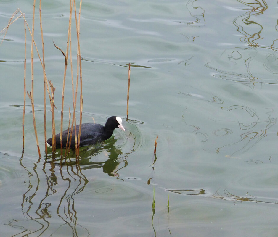 Лысуха - Валентин Семчишин Лысуха - Валентин Семчишин