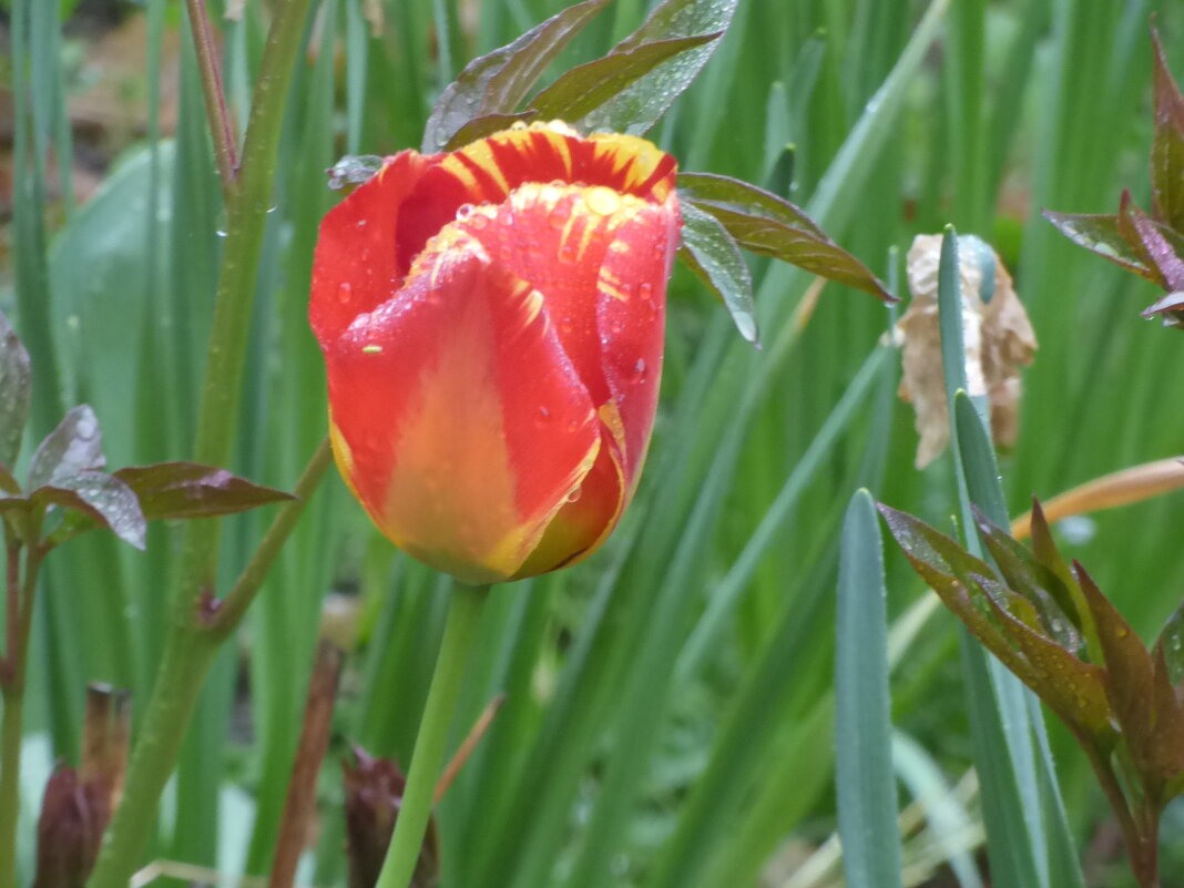 ТЮЛЬПАНЫ-1 - Елена Куприянова 