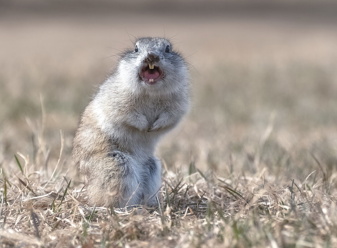 Ругается - Марина Фомина. Ругается - Марина Фомина.