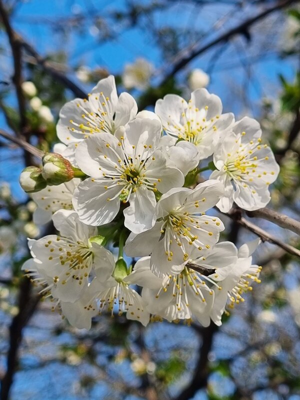 Христос Воскресе! - Наталья 
