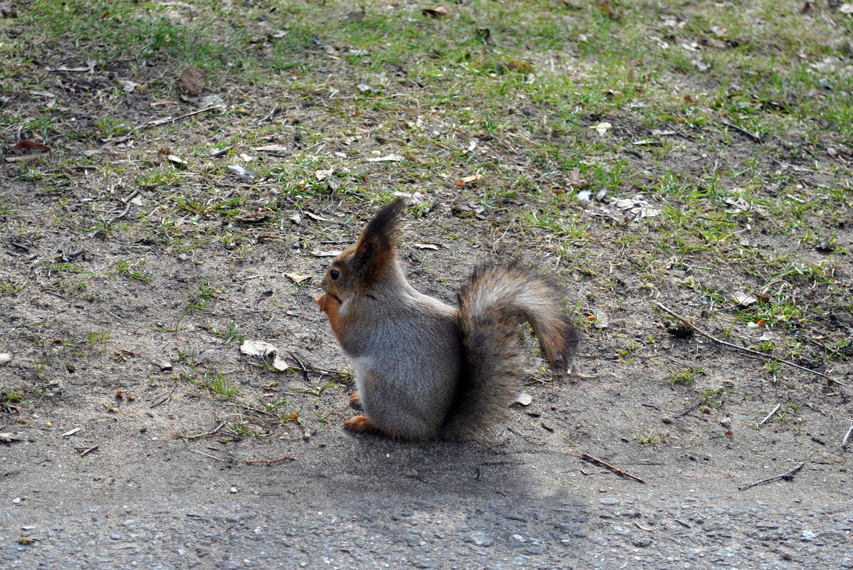 Про коренное население Елагина острова - AleksSPb Лесниченко