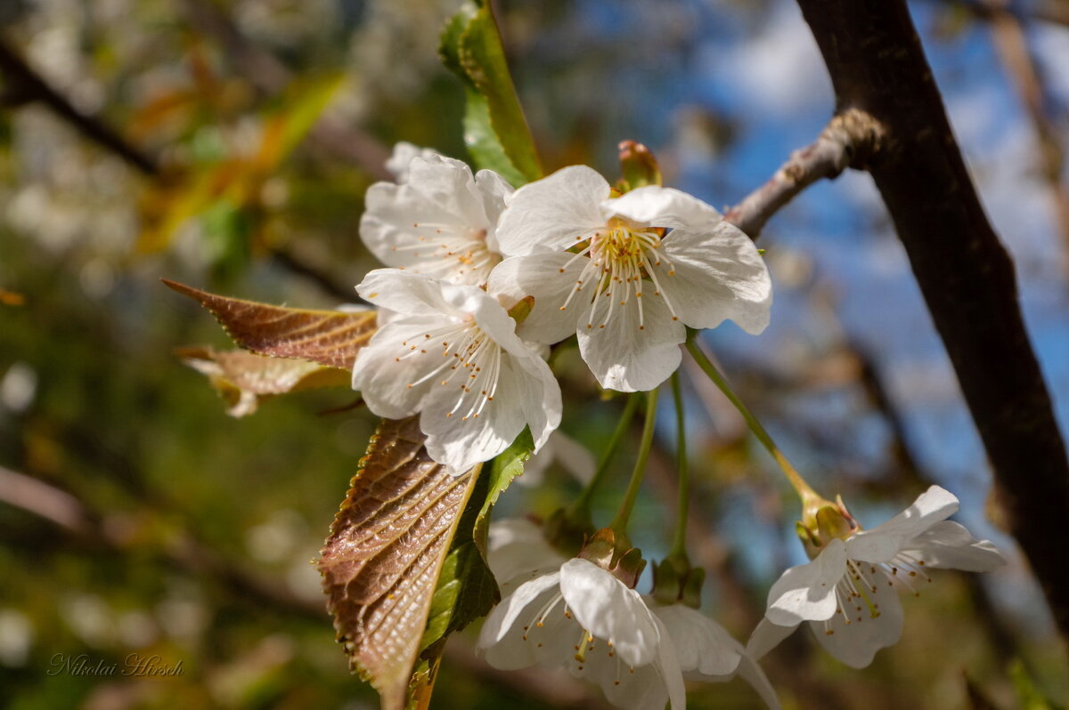 Апрельское цветение... - Николай Гирш Апрельское цветение... - Николай Гирш