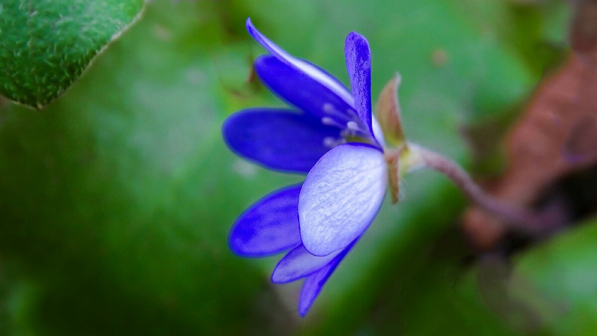 Печёночница - Милешкин Владимир Алексеевич Печёночница - Милешкин Владимир Алексеевич
