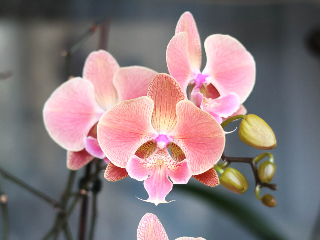 Орхидея Радуга - Irene Irene