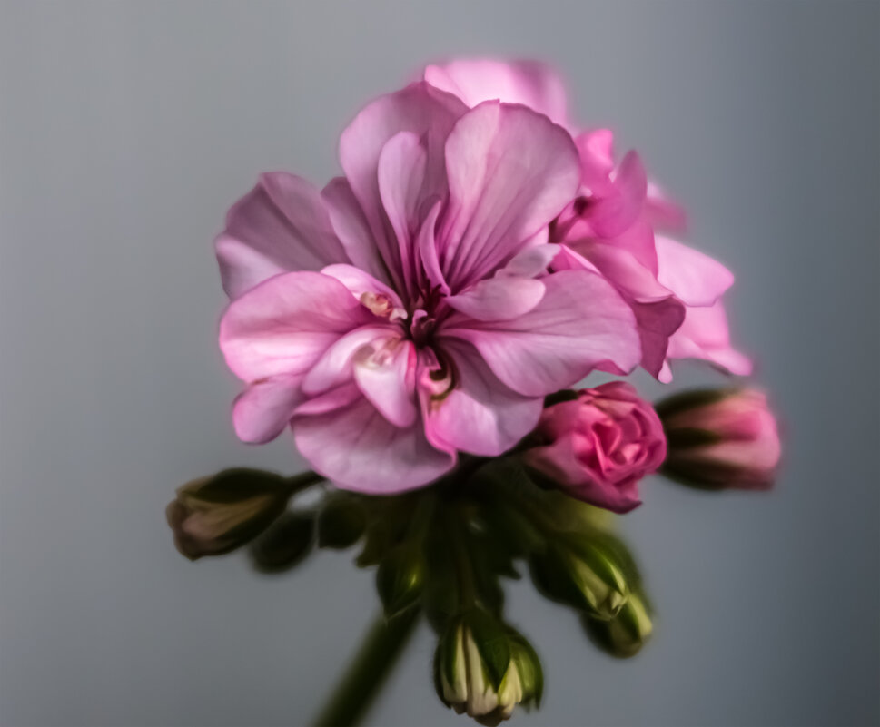 Герань на балконе. - Николай 