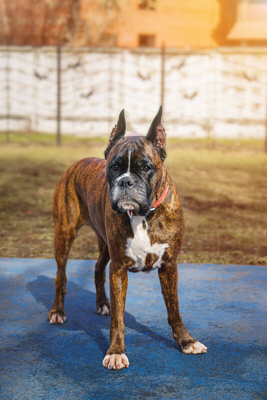 Боксёр - Alex Bush