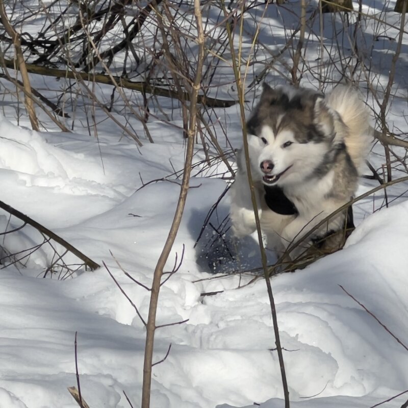Весенняя прогулка - Александр Артюхов
