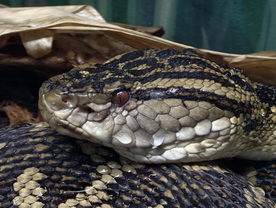 Хабу - <<< Наташа >>>