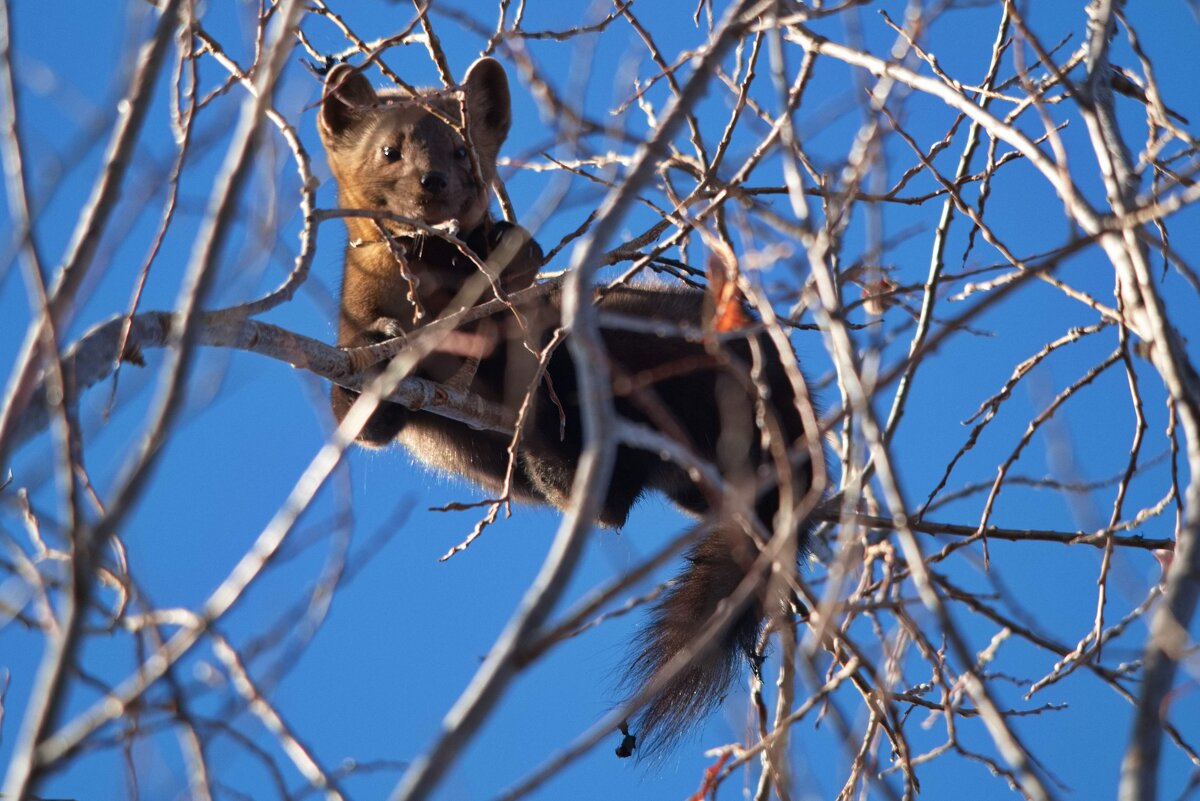 Соболь - Александр Артюхов