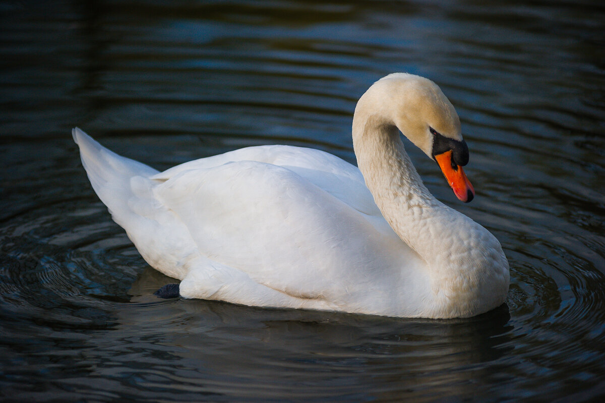Белый лебедь - Игорь Егоров