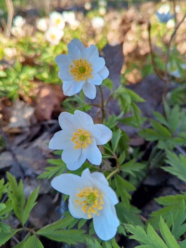 Ветреница - Сапсан 