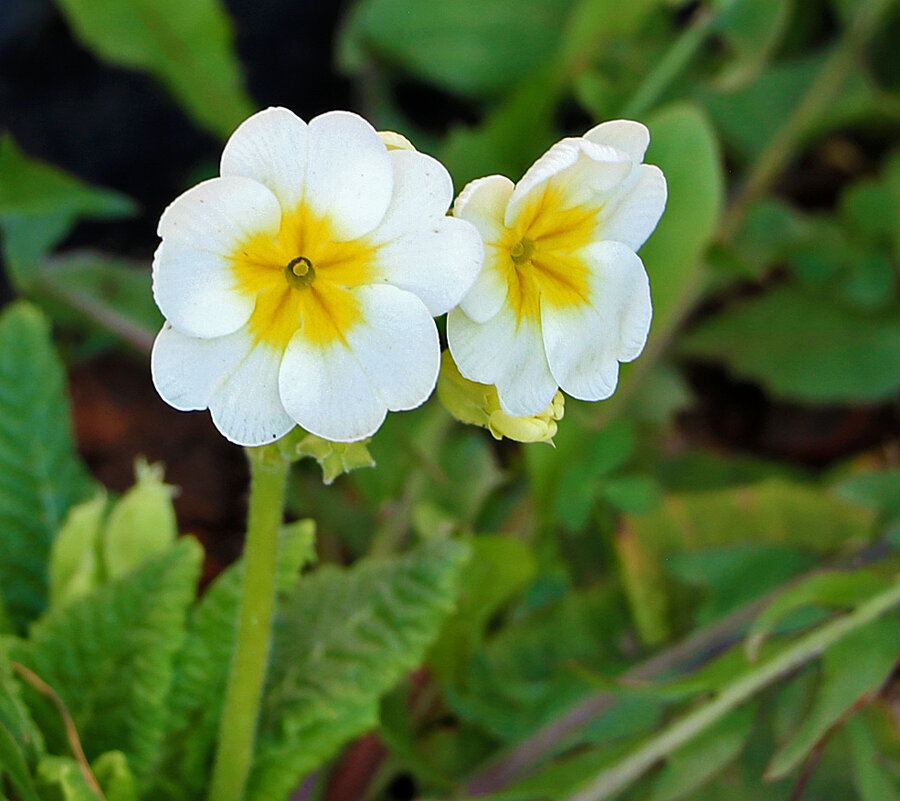 Подружки-примулки - Светлана 