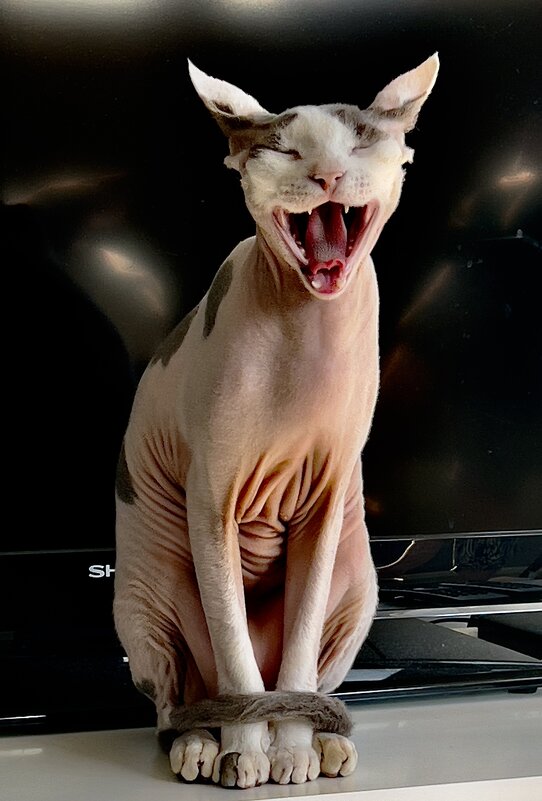 Кот Муркет - Александр Артюхов