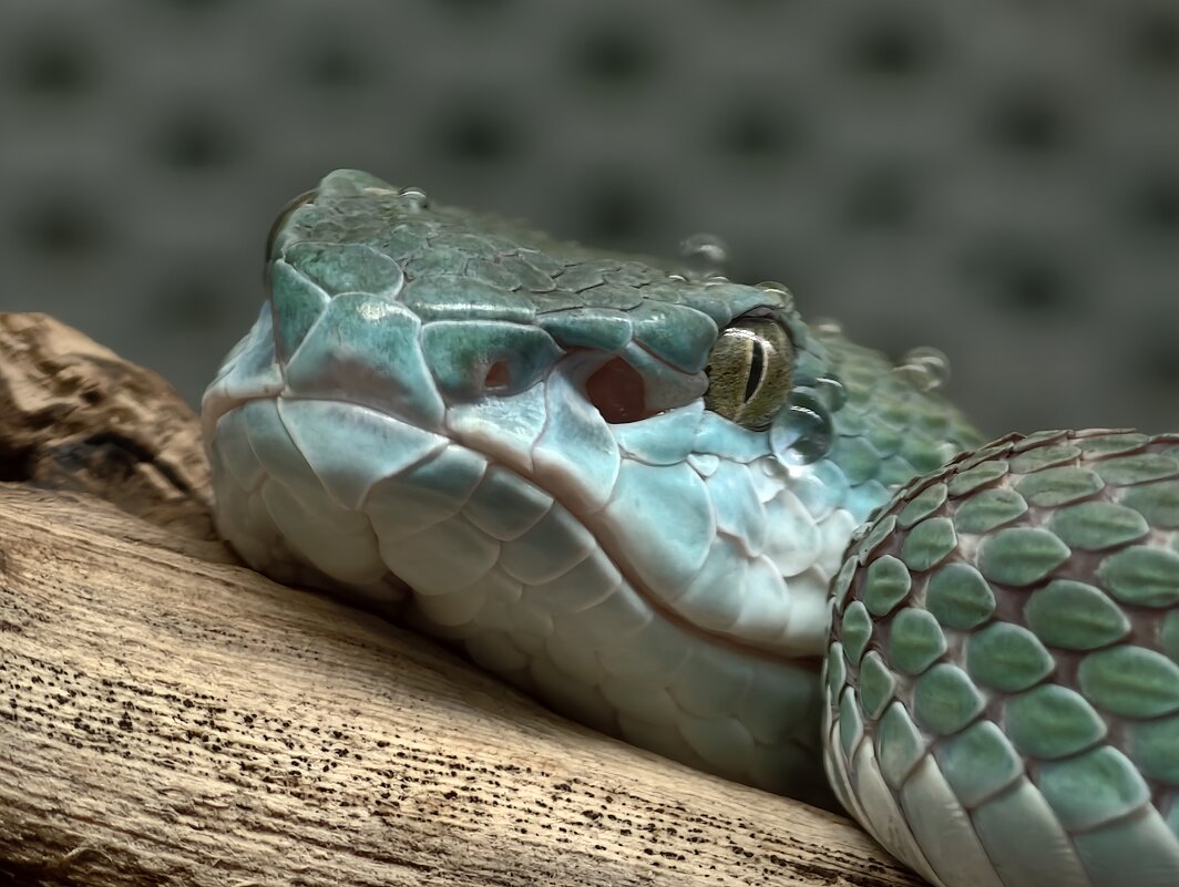 Голубая гадюка - <<< Наташа >>> Голубая гадюка - <<< Наташа >>>