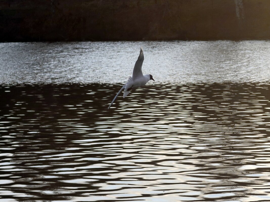 Чайка - Дмитрий И_