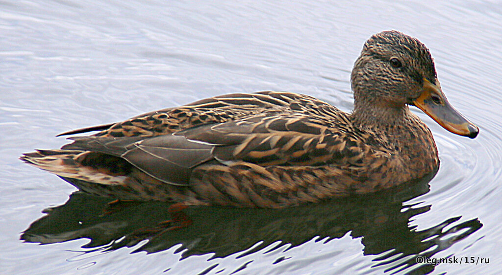 птицы в городе - Олег Лукьянов