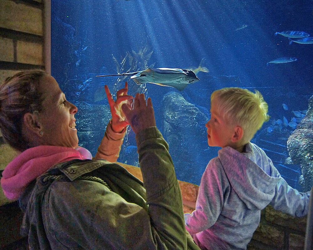 Подводный мир -4 - irina Schwarzer Подводный мир -4 - irina Schwarzer