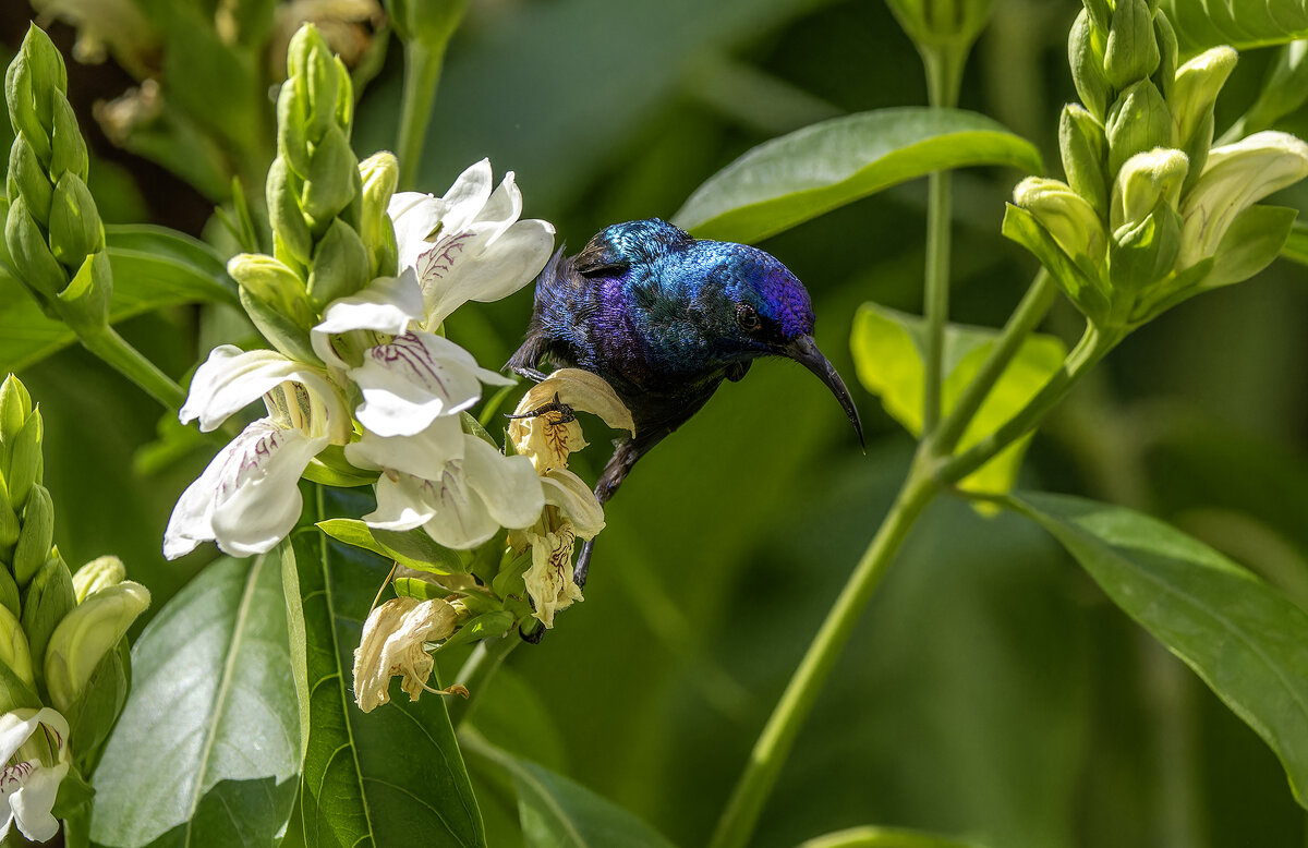 Палестинская нектарница. - Alexander Amromin Палестинская нектарница. - Alexander Amromin