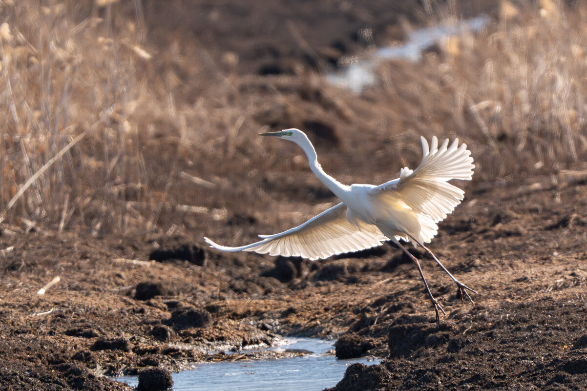 белая цапля - Сергей Флетчер