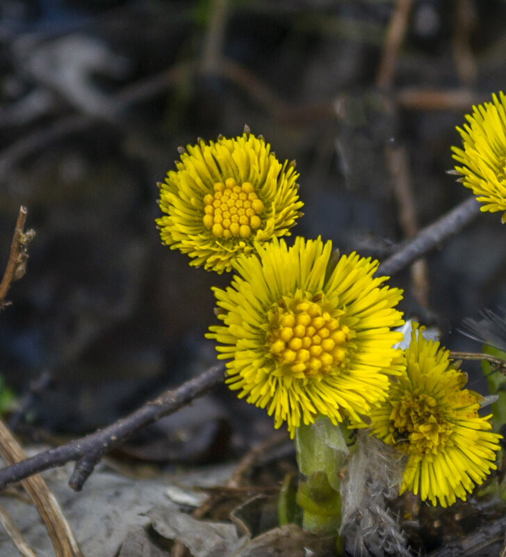 Мать-и-мачеха - Сергей Цветков