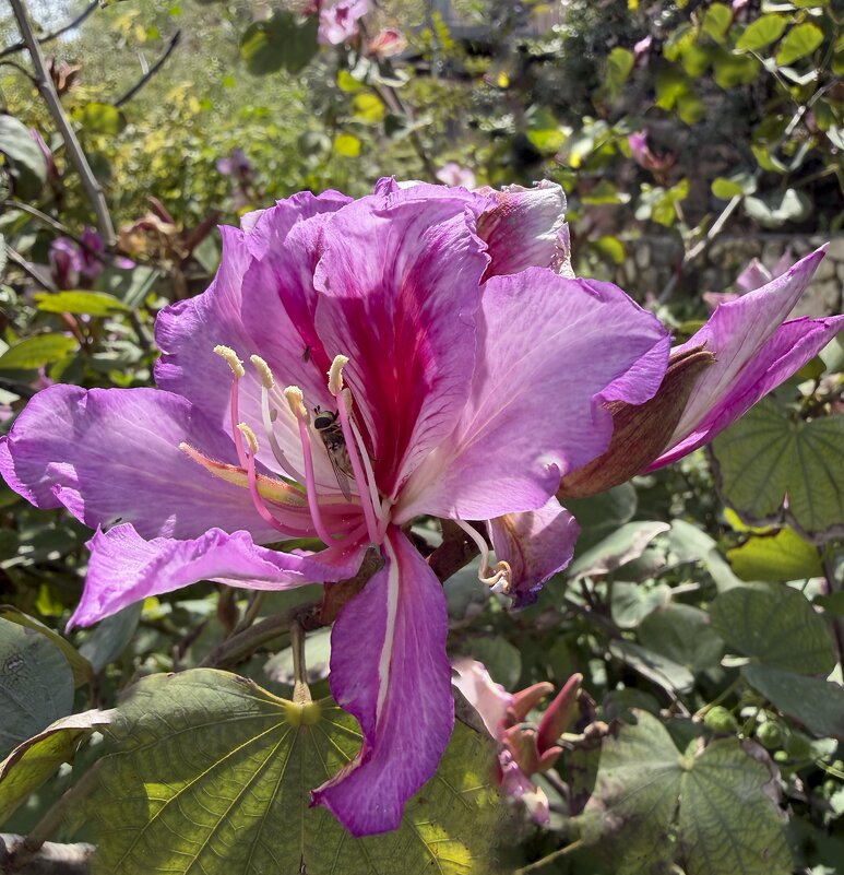 Легенда о Даре Небес -  Орхидейном дереве - Александр Деревяшкин