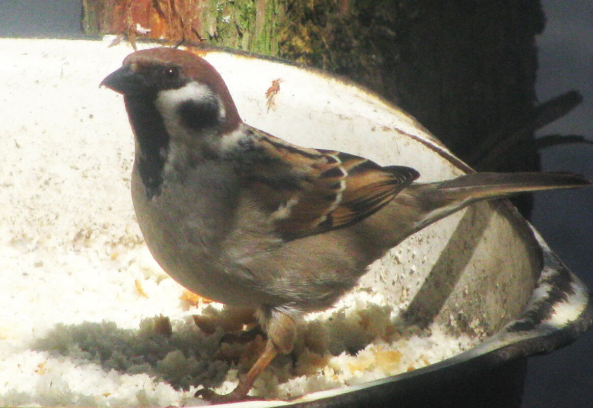Проголодался - Людмила Смородинская Проголодался - Людмила Смородинская