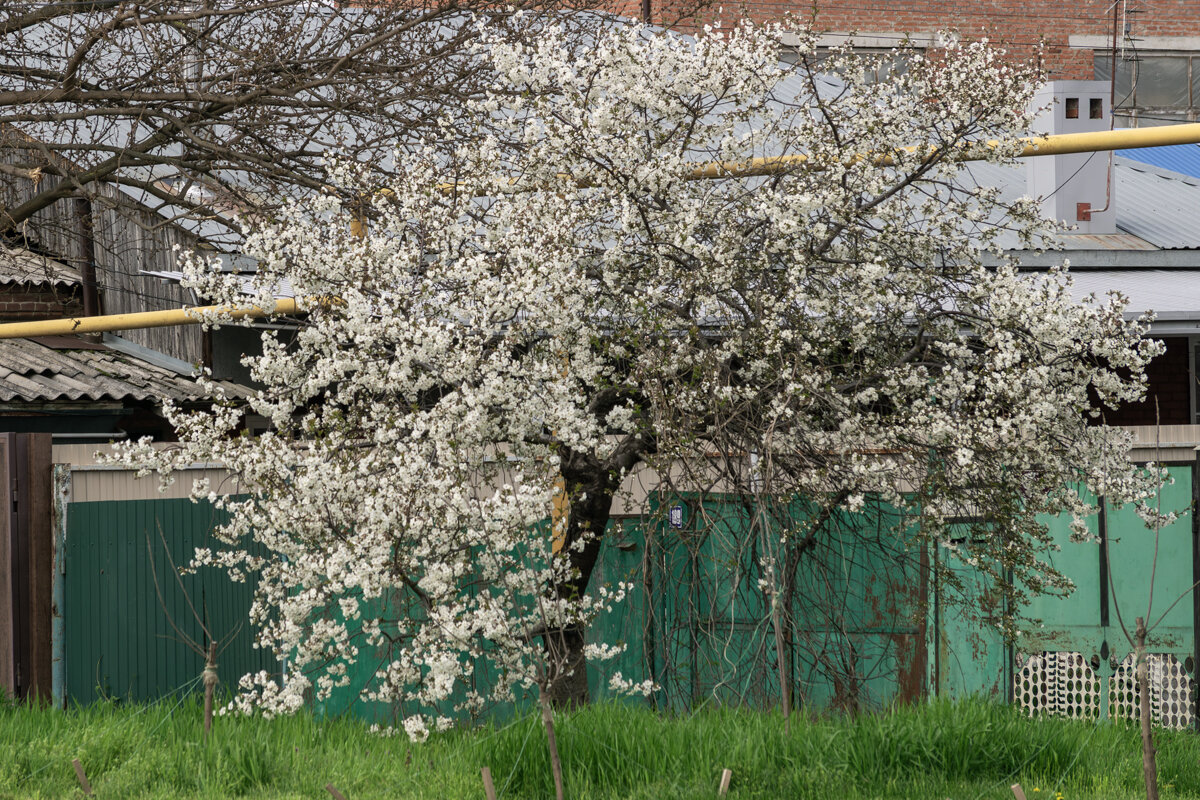 цветет вишня - Игорь Сикорский цветет вишня - Игорь Сикорский